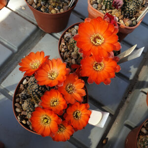 Aylostera polypetala WR301