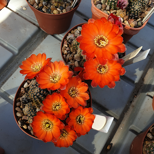 Aylostera polypetala WR301