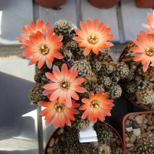 Aylostera pseudoritteri WR506