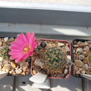 Aylostera rafaellii WR333c