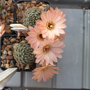 Aylostera sp. JK359