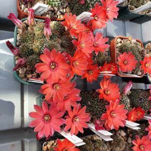 Aylostera zecheri