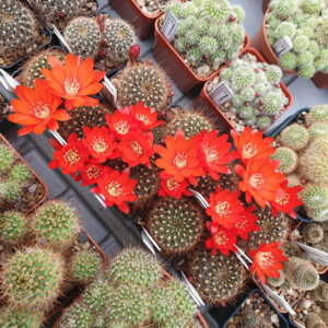 Aylostera sp., RH1002 and RH1010