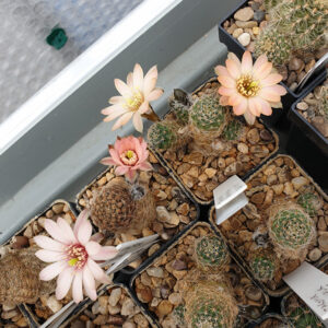 Aylostera amblypetala