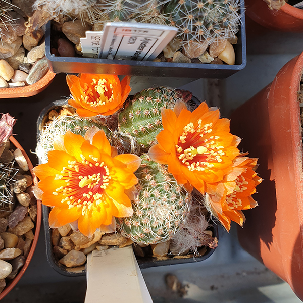 Aylostera brighignae WR751