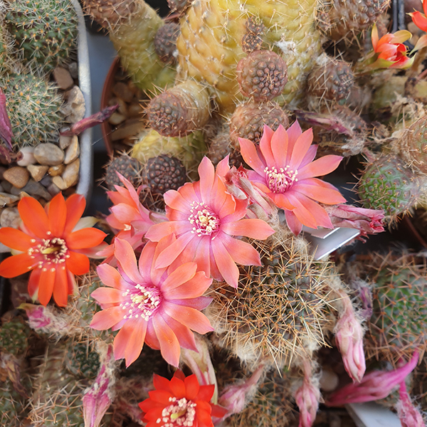 Aylostera mamillosa R302 pink form