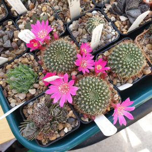 Rebutia violaciflora