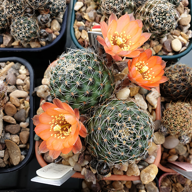 Aylostera crassa WR642