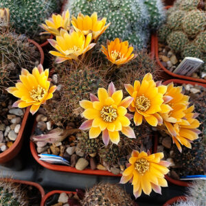 Aylostera malochii