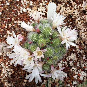 Aylostera albiflora