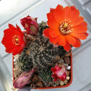 Aylostera brachyantha SE136