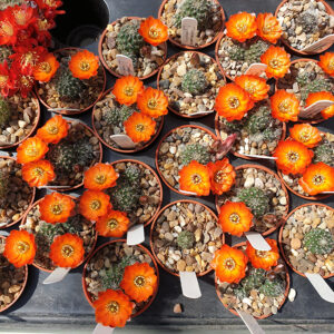 Aylostera brachyantha WR297a
