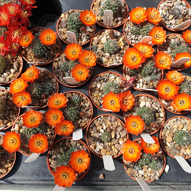 Aylostera brachyantha WR297a