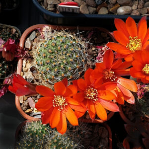 Aylostera camargoensis HJW058e