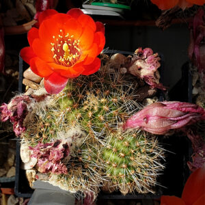 Aylostera camargoensis LH674