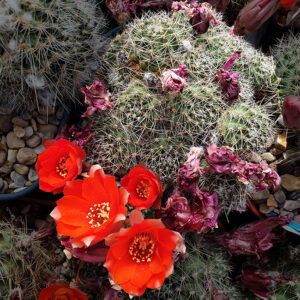 Aylostera camargoensis RRM73