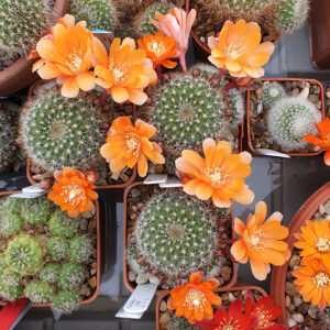 Aylostera kieslingii