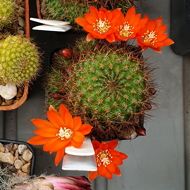 Aylostera donaldiana L348