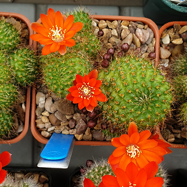 Aylostera donaldiana L348