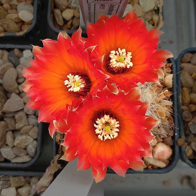 Aylostera euanthema MN46