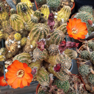 Aylostera friedrichiana PM178