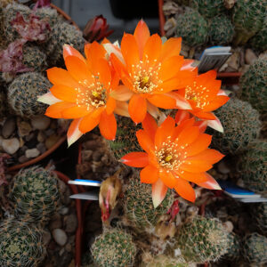 Aylostera friedrichiana SC117