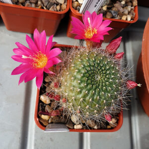 Aylostera grandiflora x aureiflora WR158