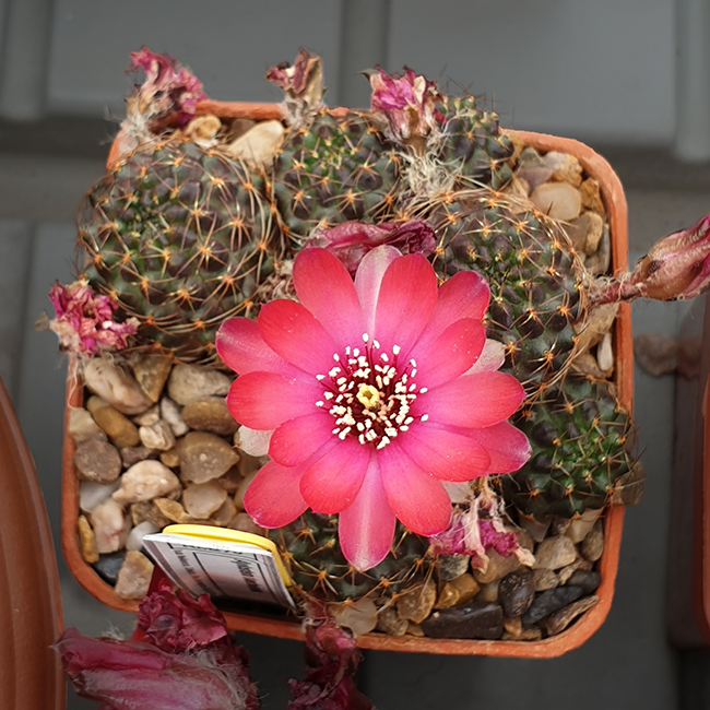 Aylostera haefneriana