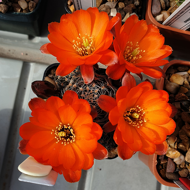 Aylostera multicostata