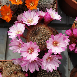Ayostera narvaecensis Welter88/043