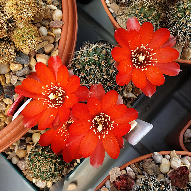 Aylostera nigricans var. albispina WR771