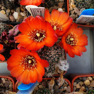 Aylostera oculata ssp. tilcarensis MN194