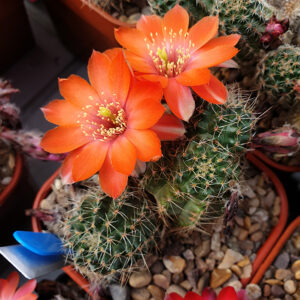 Aylostera pauciareolata RH930