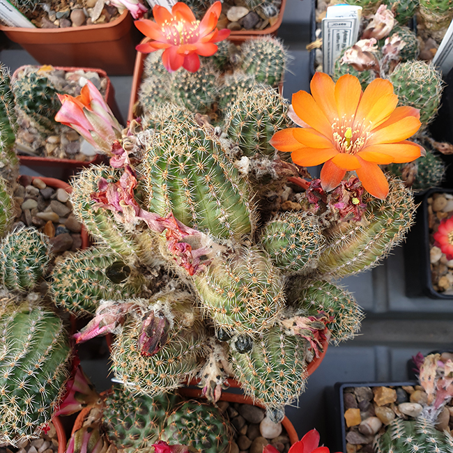 Aylostera pauciareolata RH930