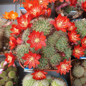 Aylostera pseudominuscula WR11