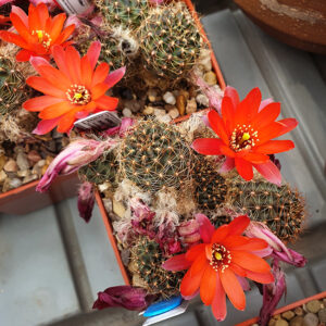 Aylostera pseudoritteri WK340