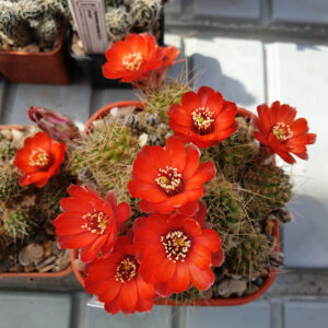 Aylostera raulii WR493