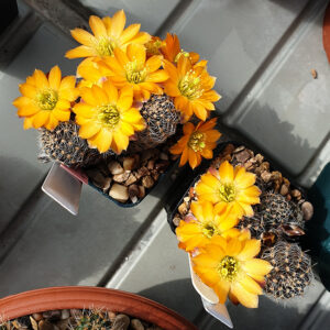 Aylostera rutiliflora FR1113
