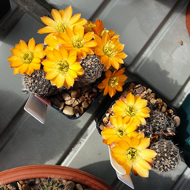 Aylostera rutiliflora FR1113