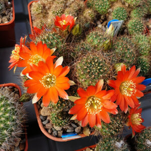 Aylostera sp. EH7093