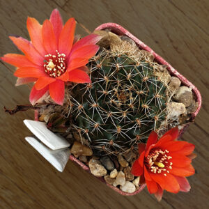 Aylostera sp. HE285a