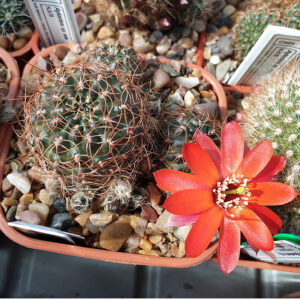 Aylostera sp. LH1140