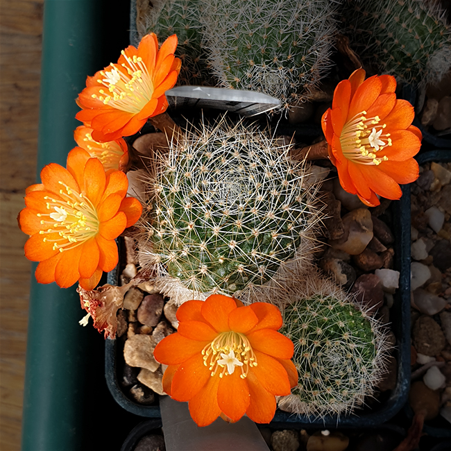 Aylostera sp. WR778