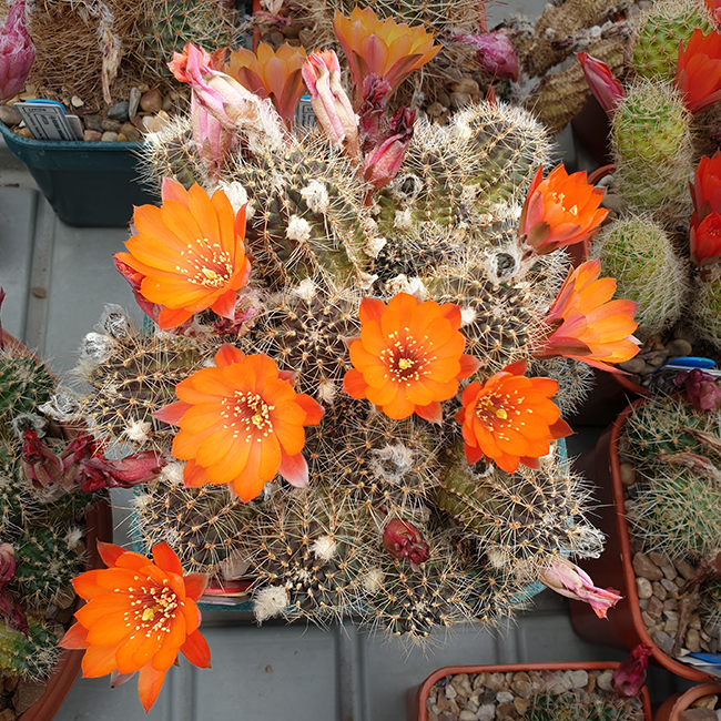 Aylostera steinmannii var. costata RH314