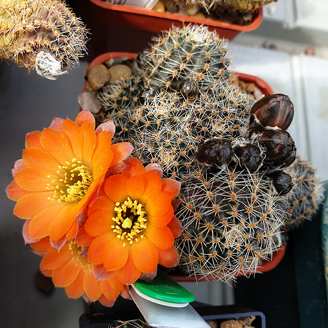 Aylostera tafnaensis RH1349
