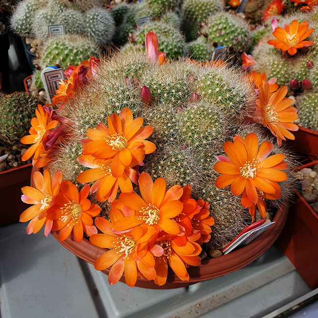 Aylostera verebii DH336a