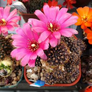 Aylostera yuncharasensis RH584