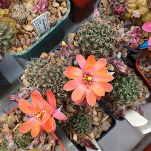 Aylostera yuncharasensis WR91