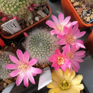 Rebutia senilis v. lilacino-rosea DH398