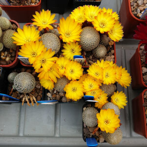 Weingartia heliosoides PHA1229